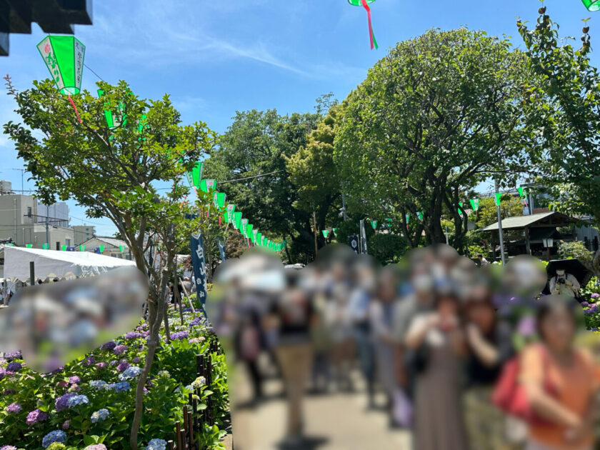 白山神社あじさい祭