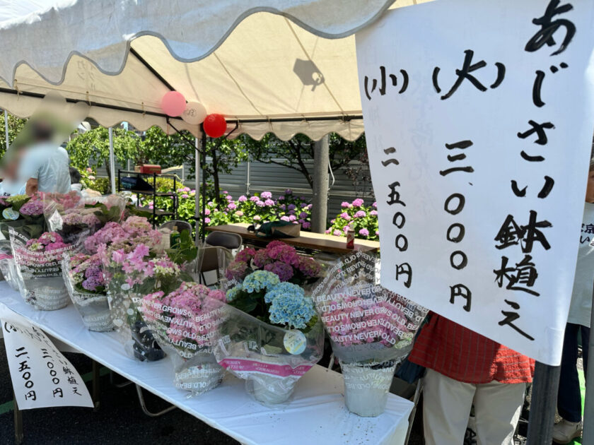 白山神社あじさい祭