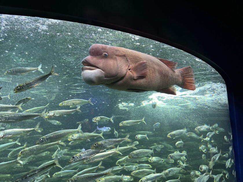 サンシャイン水族館