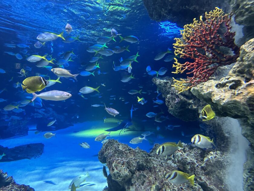 サンシャイン水族館