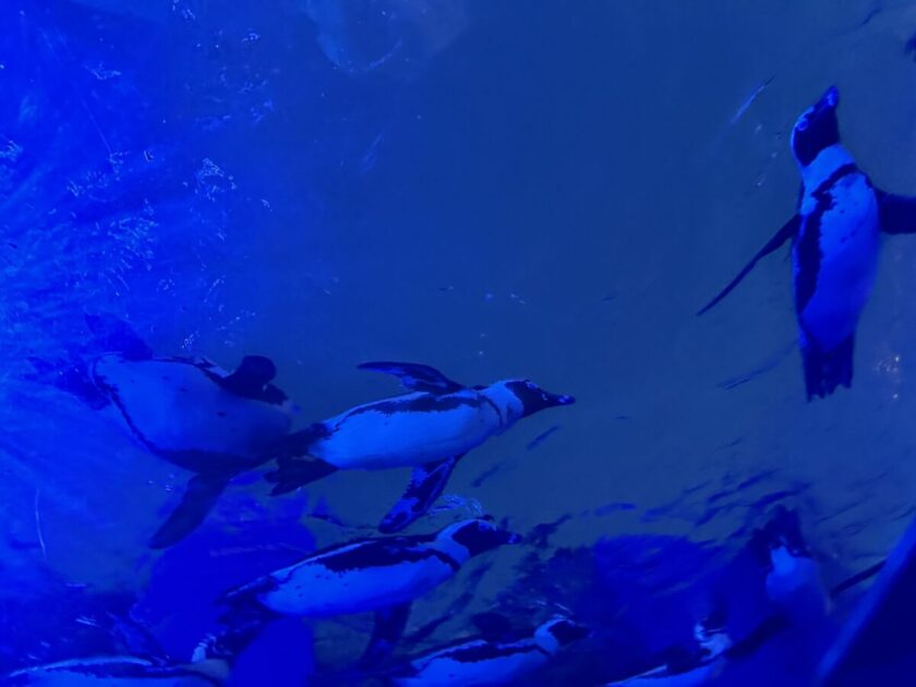 サンシャイン水族館　空飛ぶペンギン