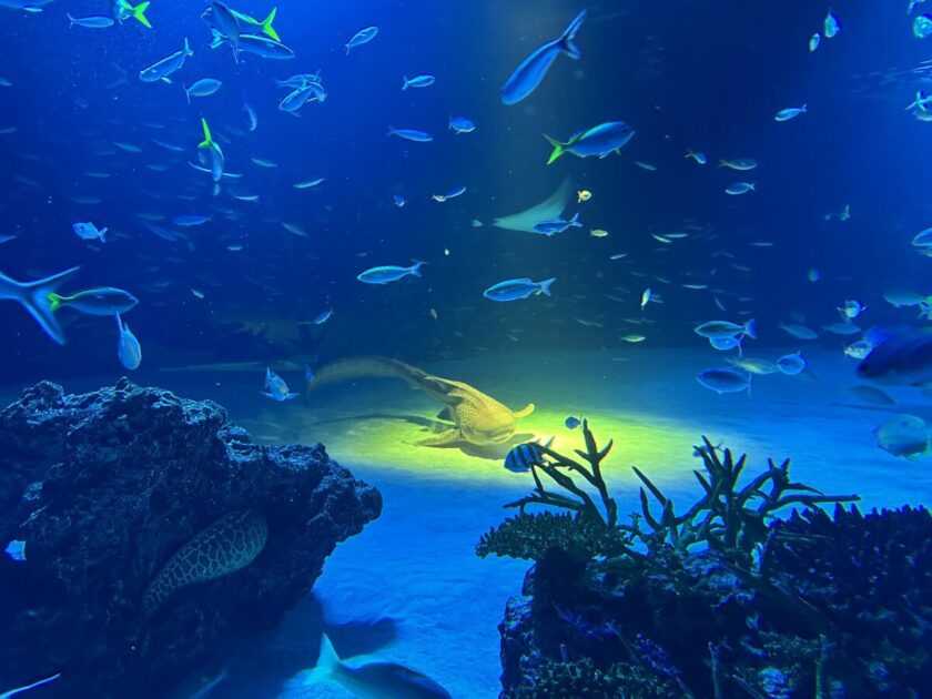 サンシャイン水族館